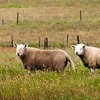 Sheep in field